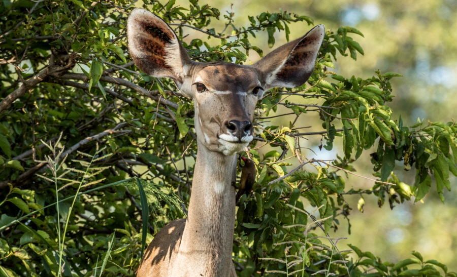 Selous Tansania  Groer Kudu