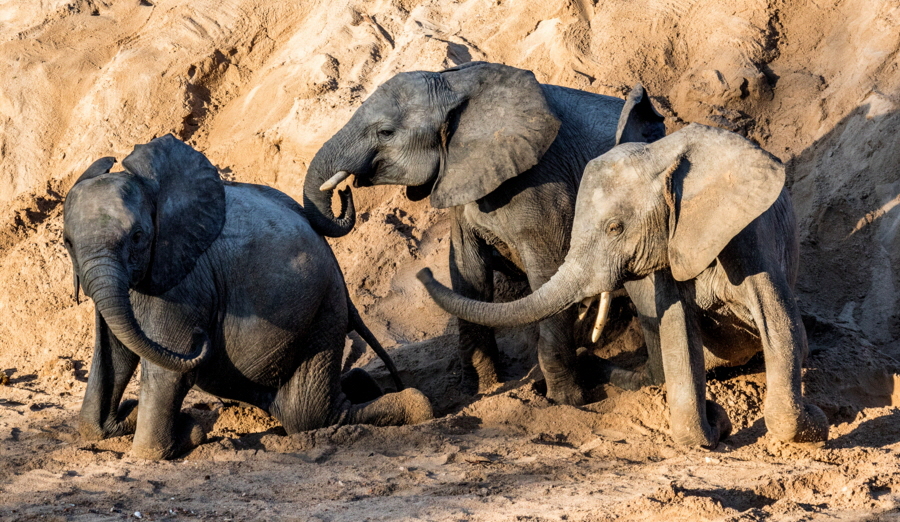 spielende Elefantern