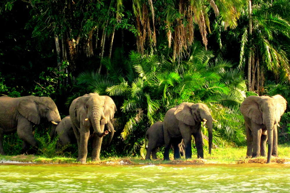 Elefanten im Wald