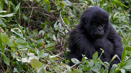 Ruanda Gorillatracking 