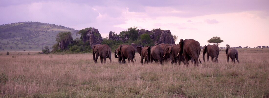 safari-serengeti-lemalacamp_0021