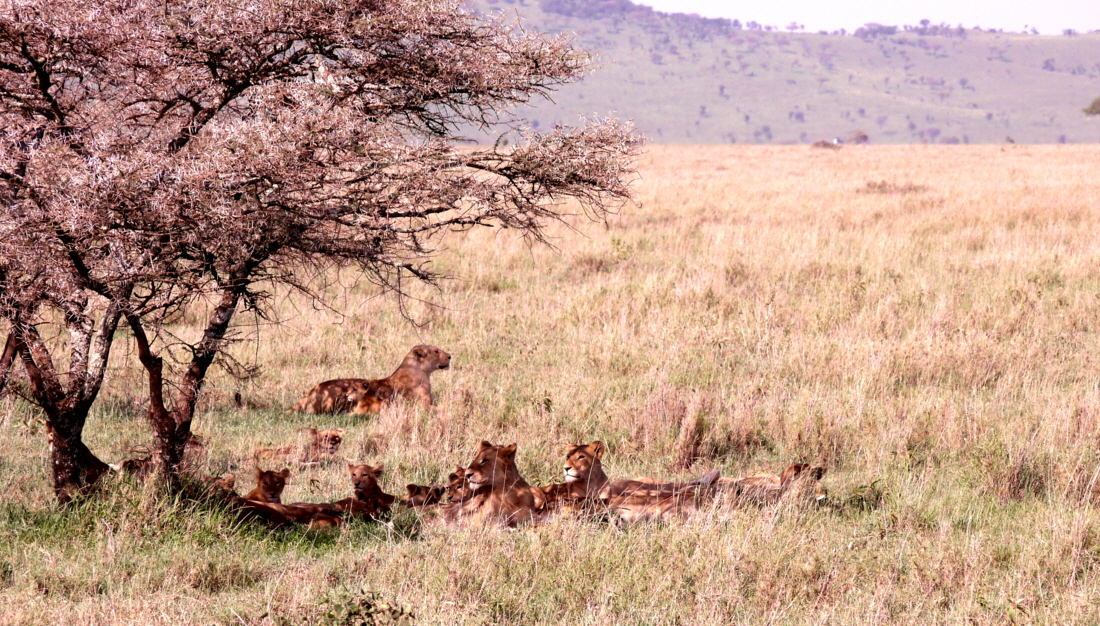 In der Serengeti kann man noch große Löwenrudel sehen teilweise 30- 40 Tiere. 