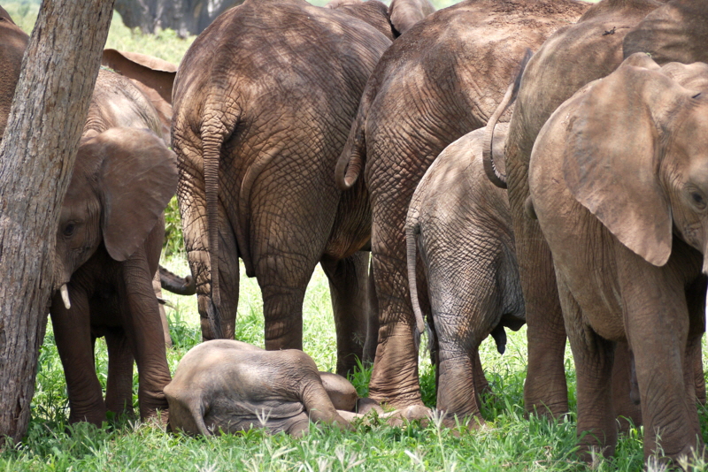 Tarangire Elefanten Tansania
