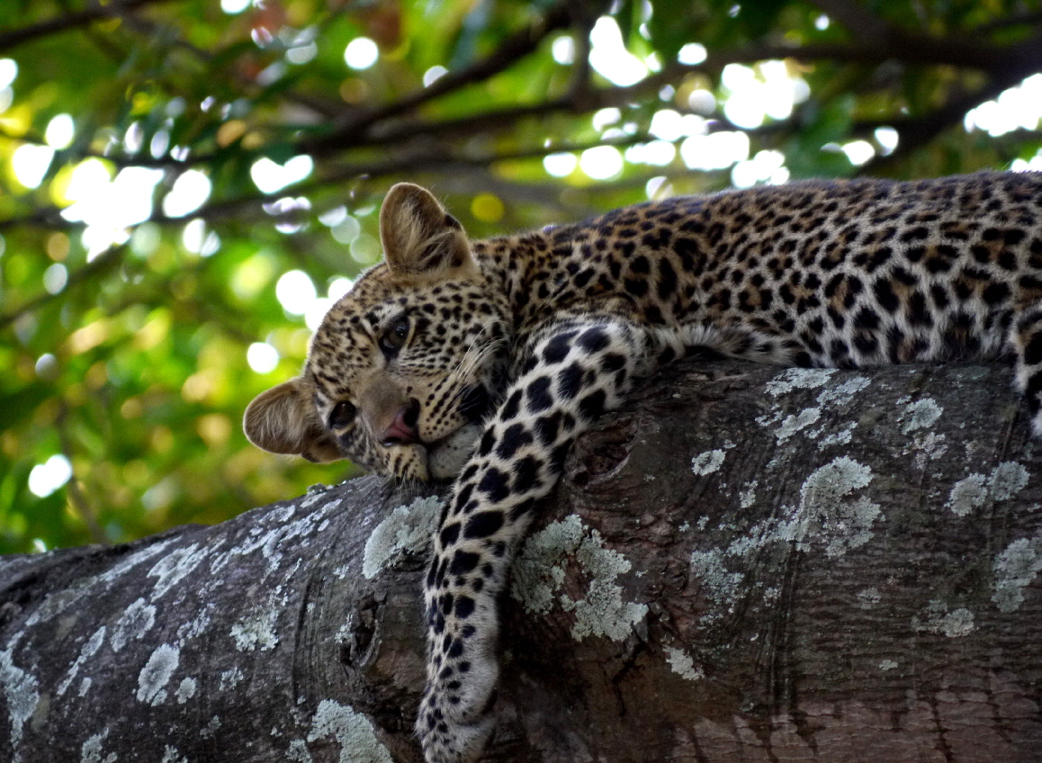 Leopard South Luangwa