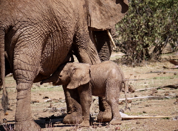 Samburu Elephant watch camp Kenia