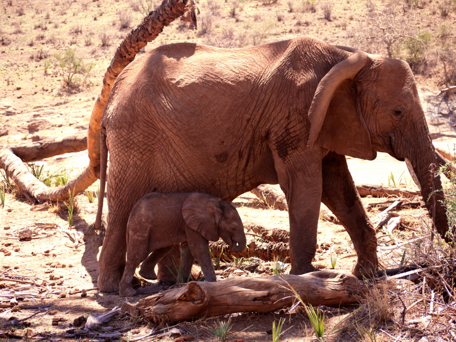 Elephant Watch Camp Samburu