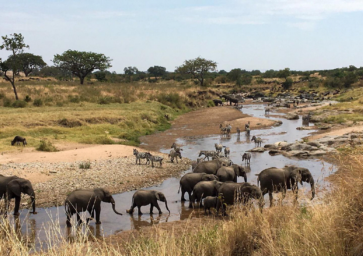 Enkewa Camp Masai Mara 