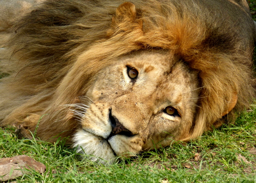 Löwe In der Mara 