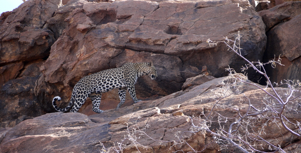 Leoparden in Saabab und Felsmalerei 