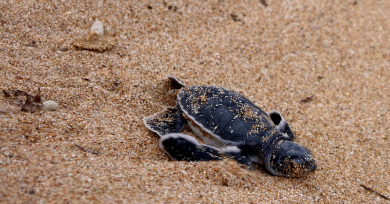 Schildkröten auf Lamu 
