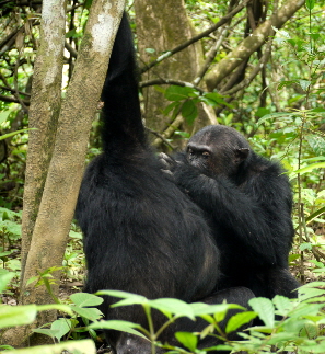 Schimpansen in Mahale | African Queen Safaris