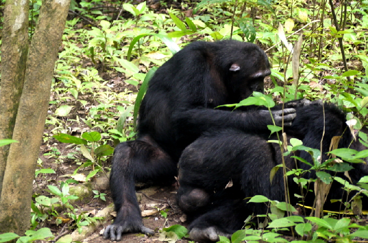 Schimpansen in Mahale Tansania