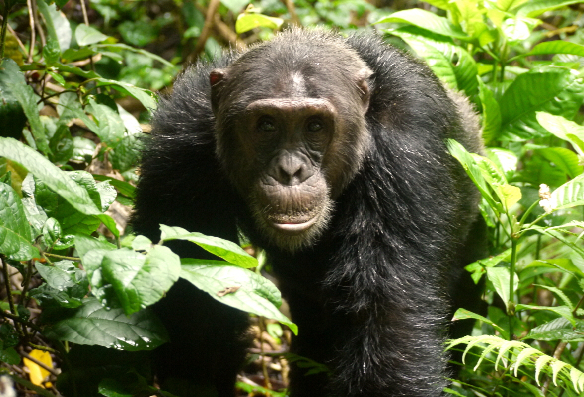Teddy-Schimpanse in Mahale im November 20