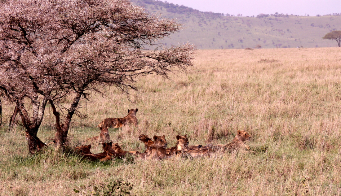 Serengeti Löwenrudel 