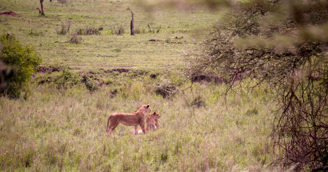 Serengeti  Löwen bei der Jagd..