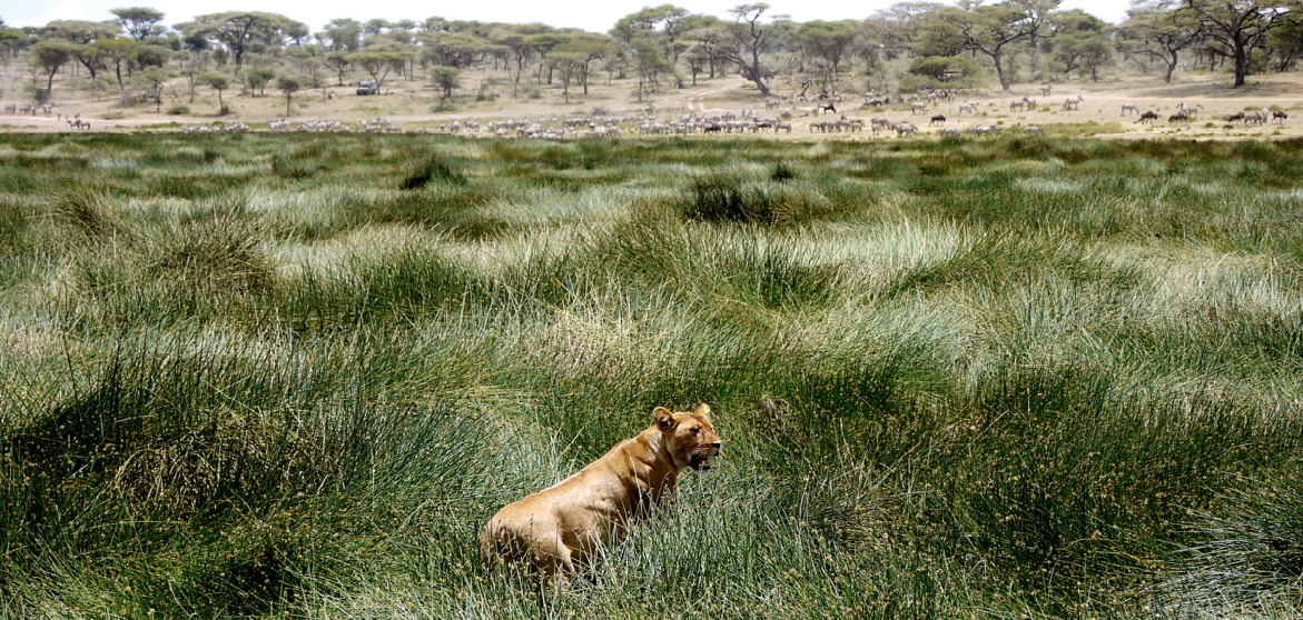 Serengeti Ndutu Gebiet  am Sumpf