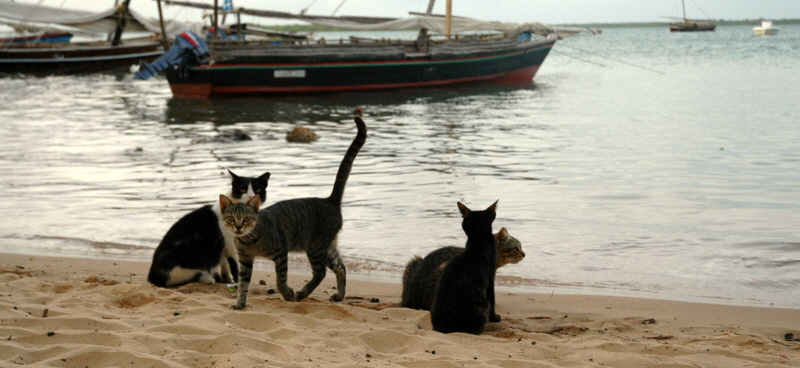 Katzen warten auf die Fischer