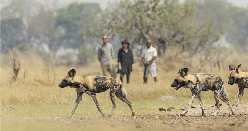 shinde-fotost. Walking-Safari-Wilddog-5