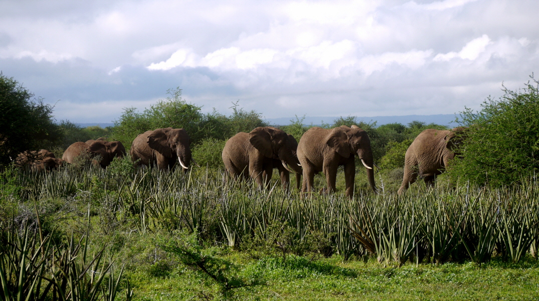 Elefanten in Shumata 