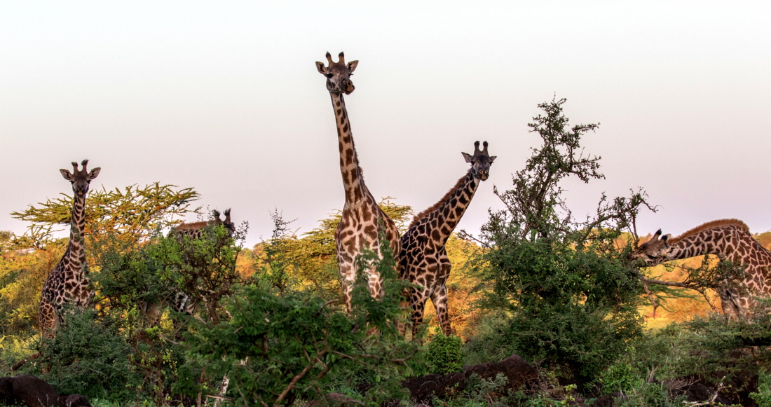 Giraffen in Lewa