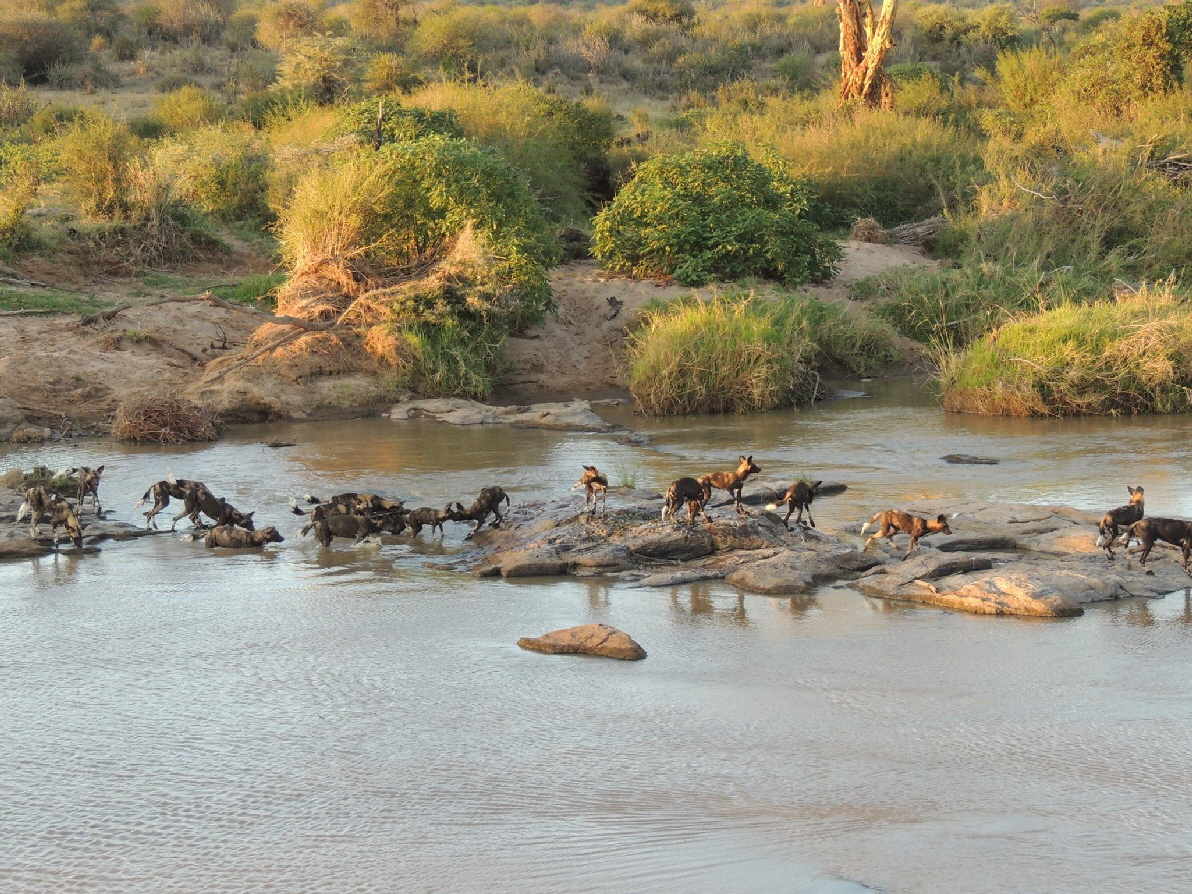 Reitsafari Kenia Hochland Wildhunde