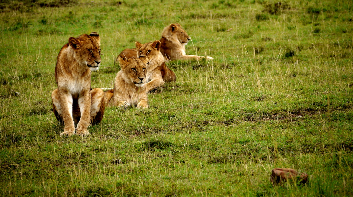 Löwenland Masai Mara 
