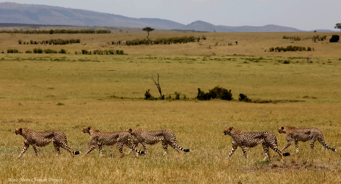 Geparden im Siana   Schutzgebiete-copyright Mara Cheetah Project 