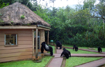 gorilla forest camp Uganda