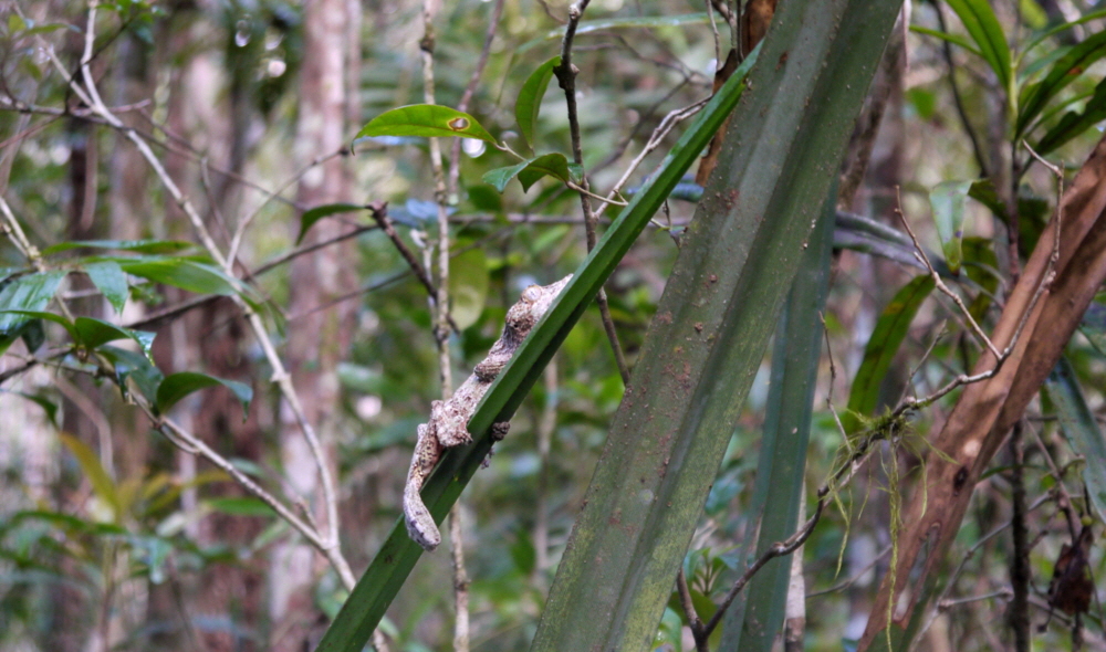Blattschwanzgecko  Madagaskar