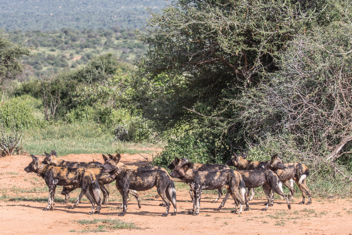 Afrikanische Wildhunde Laikipia